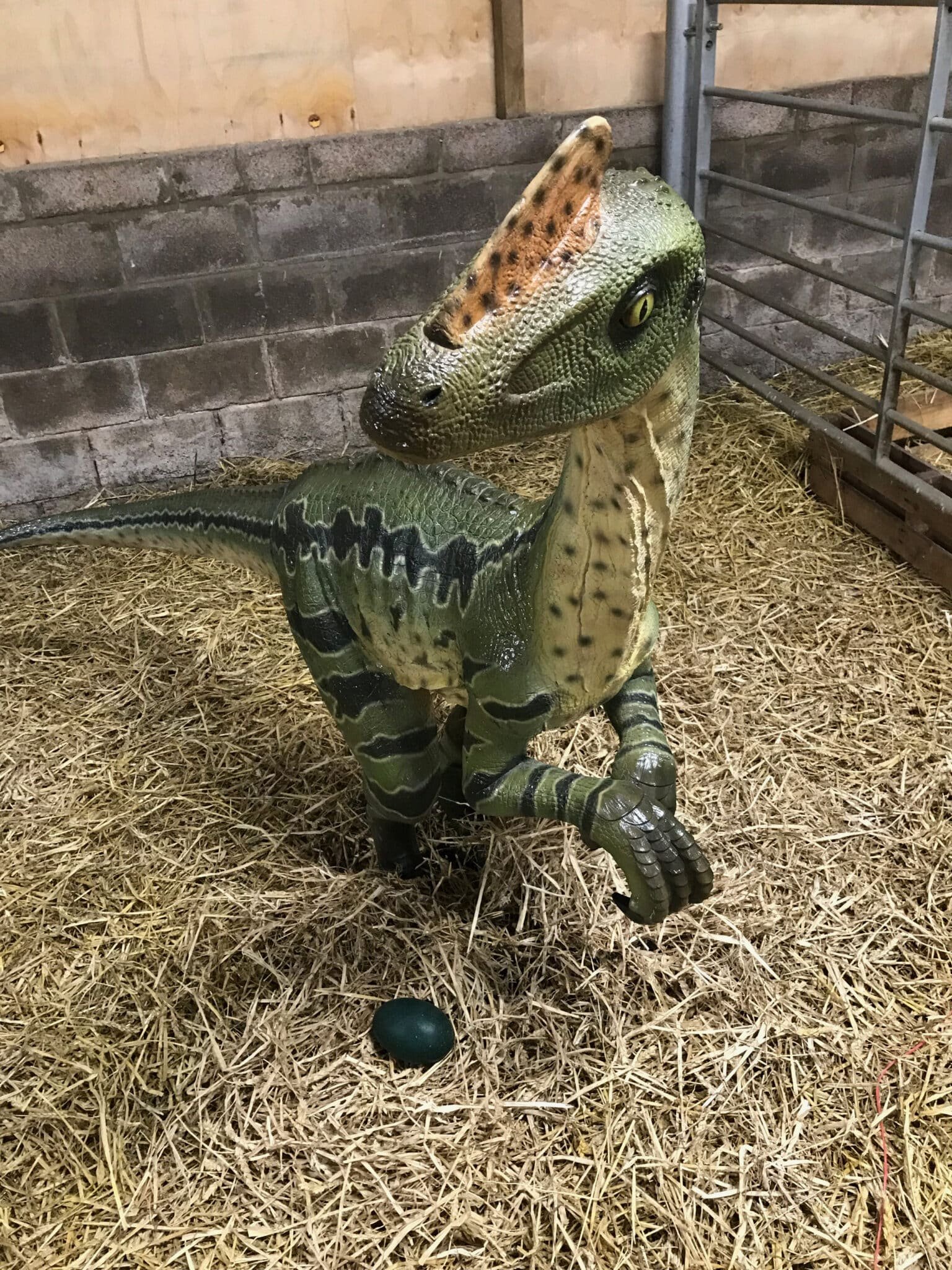 Raglan Farm Park - iVisit